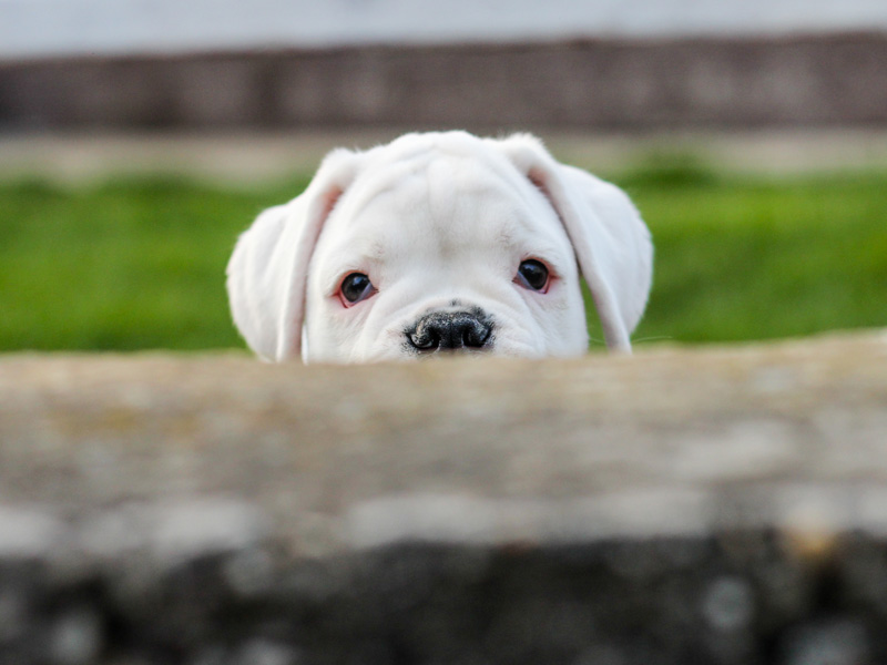 White Boxers